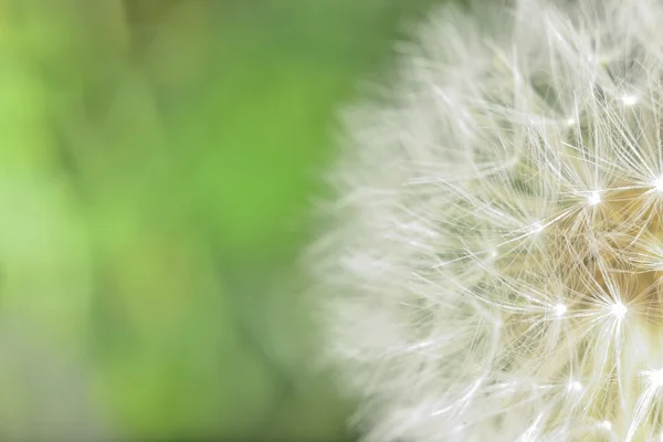 Macro blowball — Stock Photo, Image