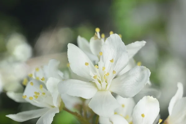 White flowers — Stock Photo, Image