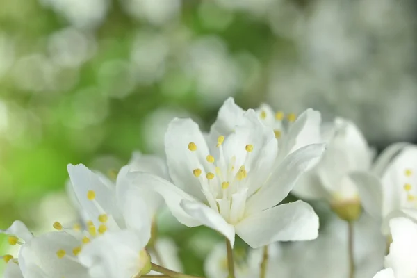 White flowers — Stock Photo, Image