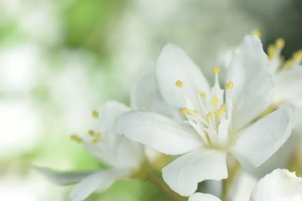 White flowers — Stock Photo, Image