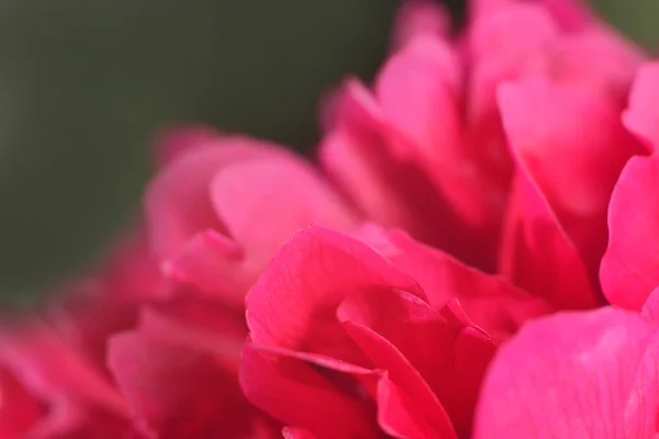 Red petals (aroma) — Stock Photo, Image