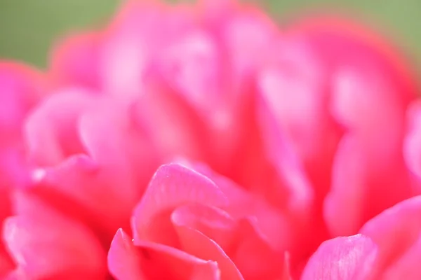 Red petals (aroma) — Stock Photo, Image