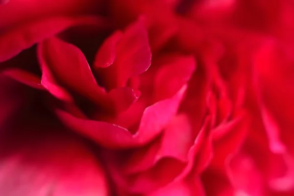 Red petals (aroma) — Stock Photo, Image