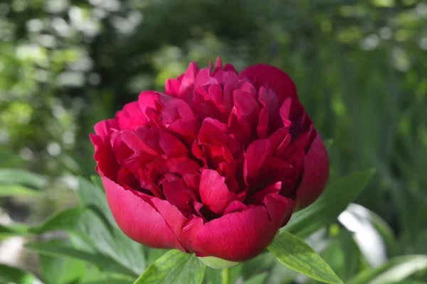 Red peony in garden — Stock Photo, Image