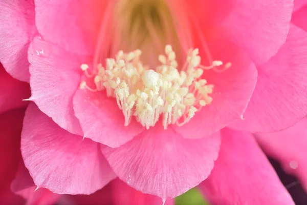 Inside flower — Stock Photo, Image