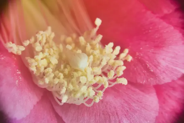 Pollen on pestils — Stock Photo, Image