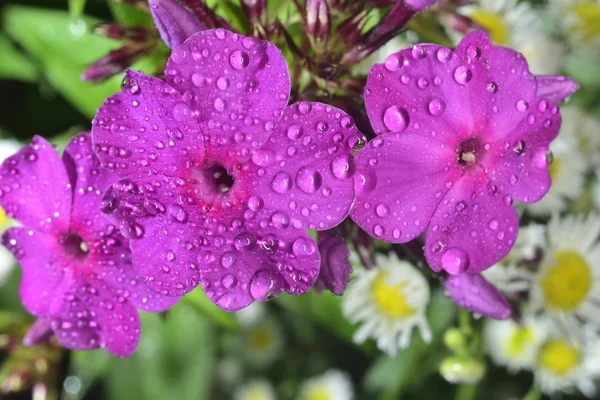 Phlox  with big waterdrops — Stock Photo, Image