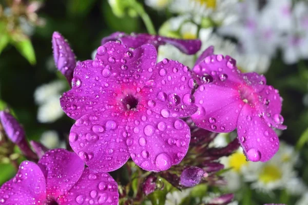 Phlox  with big waterdrops — Stock Photo, Image