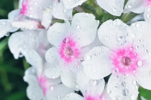 Phlox mit großen Wassertropfen — Stockfoto