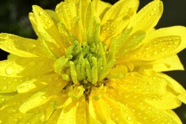 Flower with waterdrops — Stock Photo, Image