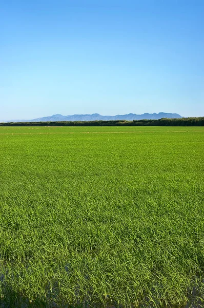 Rice Field Blue Sky Mountains Background Stock Picture