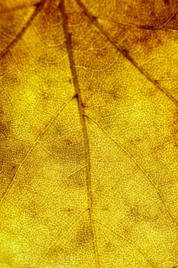 Bir sonbahar yaprağının dikey makro fotoğrafçılığı.