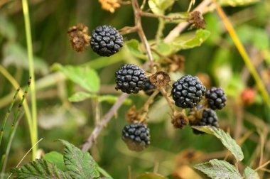 Nehir kıyısında yetişen yabani böğürtlen bitkisi.