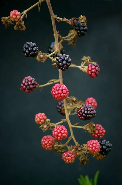 Moras Silvestres Rojas Negras Sobre Fondo Oscuro —  Fotos de Stock