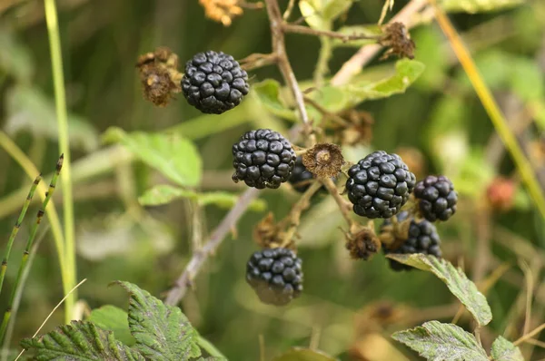 Planta Mora Silvestre Que Crece Las Orillas Los Ríos — Foto de Stock