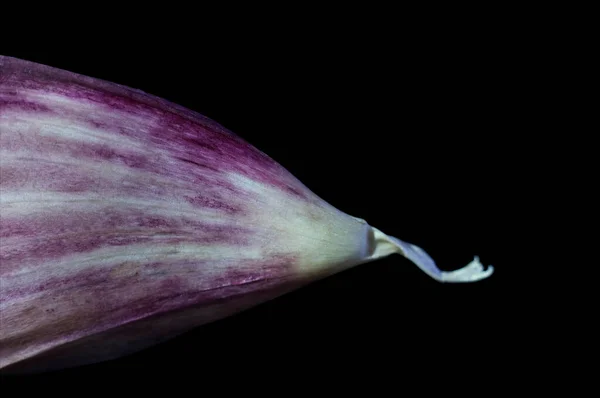 Makro Fotografi Spetsen Vitlök Med Svart Bakgrund — Stockfoto