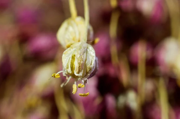 Vista Cerca Una Flor Ajo Silvestre Seca Del Campo — Foto de Stock