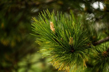 Öküz güneş ışığında bir kozalak dalı