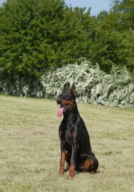 Safkan köpek doberman