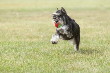Safkan köpek minyatür schnauzer yeşil çimenlerin üzerinde çalış ile 