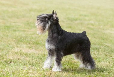 Safkan köpek minyatür schnauzer yeşil çimenlerin üzerinde