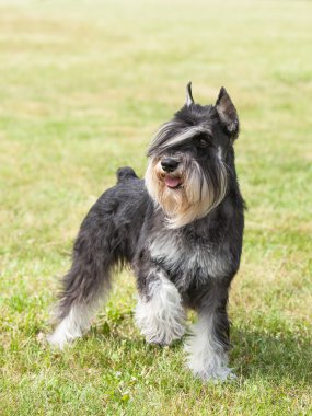 Safkan köpek minyatür schnauzer yeşil çimenlerin üzerinde