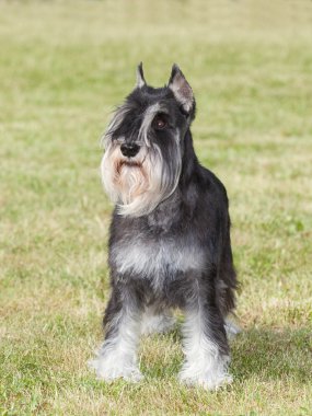 Safkan köpek minyatür schnauzer yeşil çimenlerin üzerinde