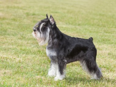 Safkan köpek minyatür schnauzer yeşil çimenlerin üzerinde