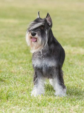 Safkan köpek minyatür schnauzer yeşil çimenlerin üzerinde
