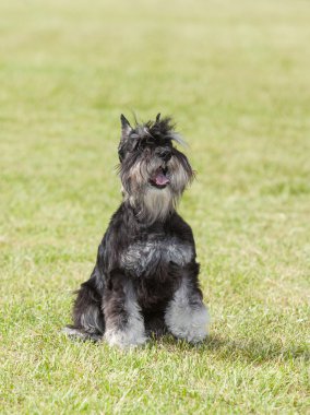 Safkan köpek minyatür schnauzer yeşil çimenlerin üzerinde