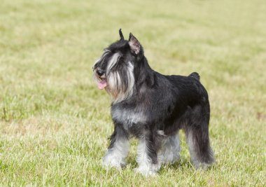 Safkan köpek minyatür schnauzer yeşil çimenlerin üzerinde