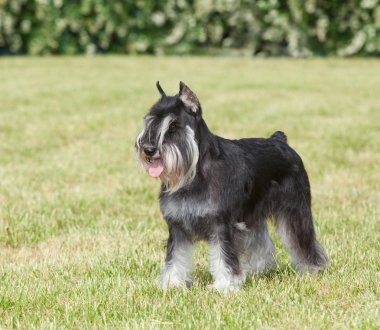 Safkan köpek minyatür schnauzer yeşil çimenlerin üzerinde