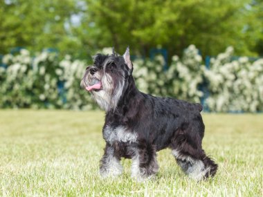 Safkan köpek minyatür schnauzer yeşil çimenlerin üzerinde