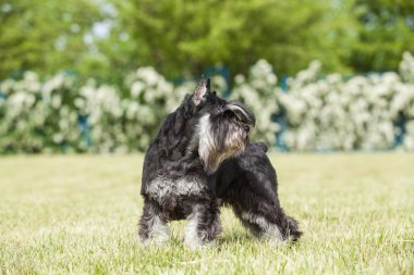Safkan köpek minyatür schnauzer yeşil çimenlerin üzerinde