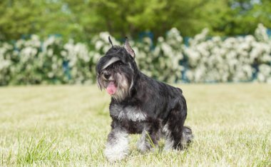 Safkan köpek minyatür schnauzer yeşil çimenlerin üzerinde