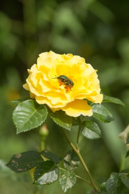 Çiçek gül üzerinde böcek