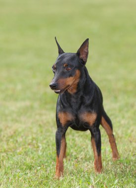 Minyatür Pinscher köpek yeşil çimenlerin üzerinde