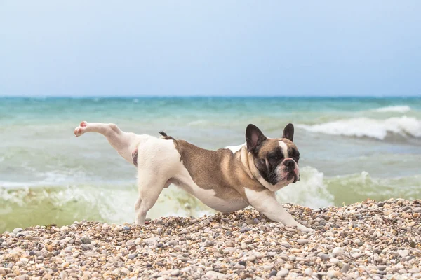 Purebred dog French Bulldog — Stock Photo, Image