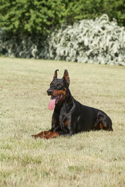 Καθαρόαιμο σκυλί doberman — Φωτογραφία Αρχείου