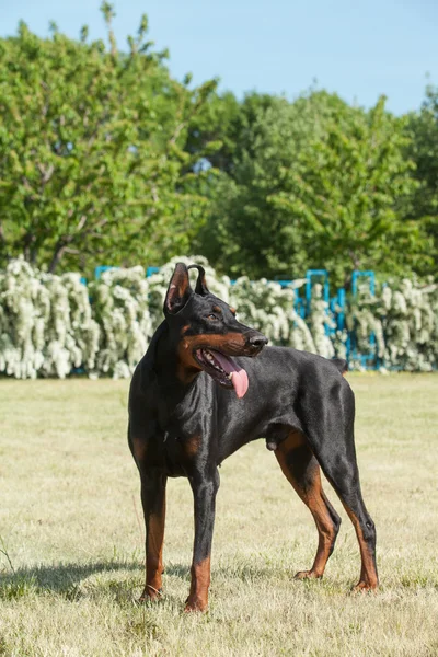 Fajtiszta kutya doberman — Stock Fotó