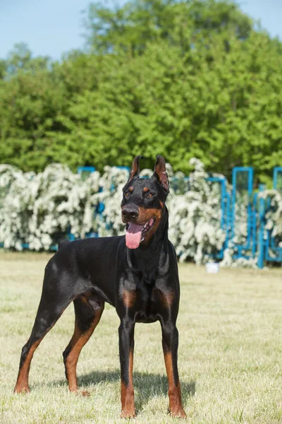 Καθαρόαιμο σκυλί doberman — Φωτογραφία Αρχείου