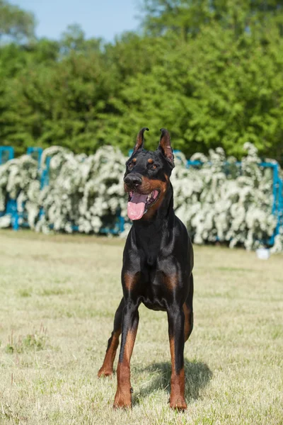 Καθαρόαιμο σκυλί doberman — Φωτογραφία Αρχείου