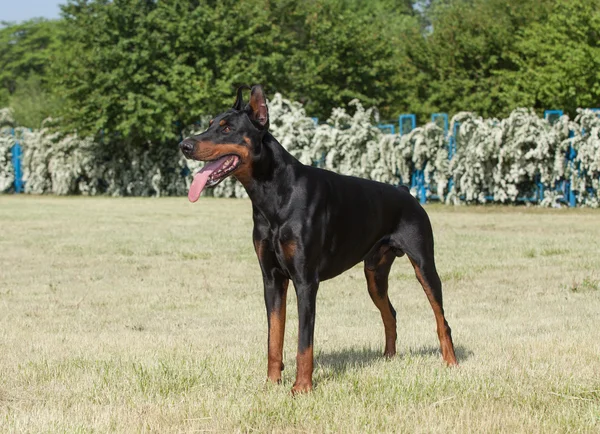 Safkan köpek doberman — Stok fotoğraf