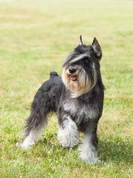 Cane purosangue Schnauzer in miniatura su erba verde — Foto Stock