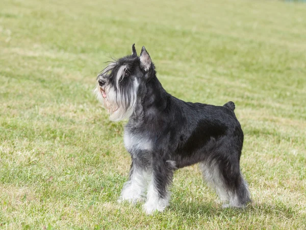 Fajtiszta kutya Törpe schnauzer, a zöld fű — Stock Fotó