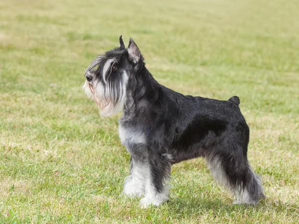 Purebred hund dvärgschnauzer på grönt gräs — Stockfoto