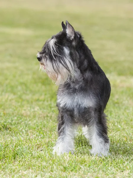 Cão de raça pura Schnauzer em miniatura na grama verde — Fotografia de Stock