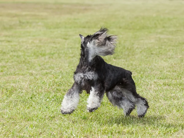 Чистая собака Миниатюрный шнауцер на зеленой траве играет — стоковое фото