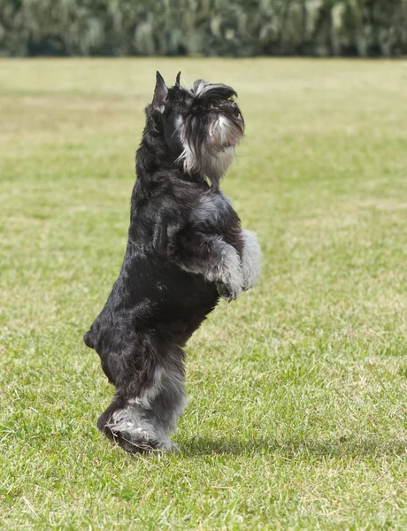 Purebred  dog Miniature schnauzer on green grass plays — Stock Photo, Image