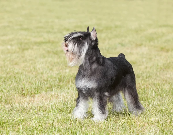 Rasowe pies Sznaucer miniaturowy na zielonej trawie — Zdjęcie stockowe